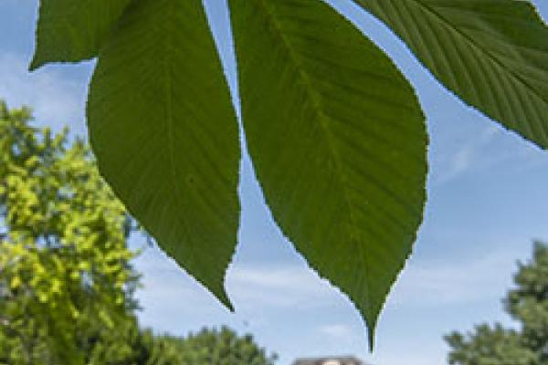Picture of a buckeye leaf with Thompson Library far in the background.