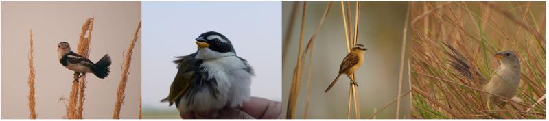Four birds in different habitats 