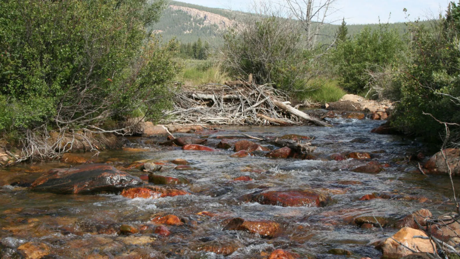 Beaver Dam
