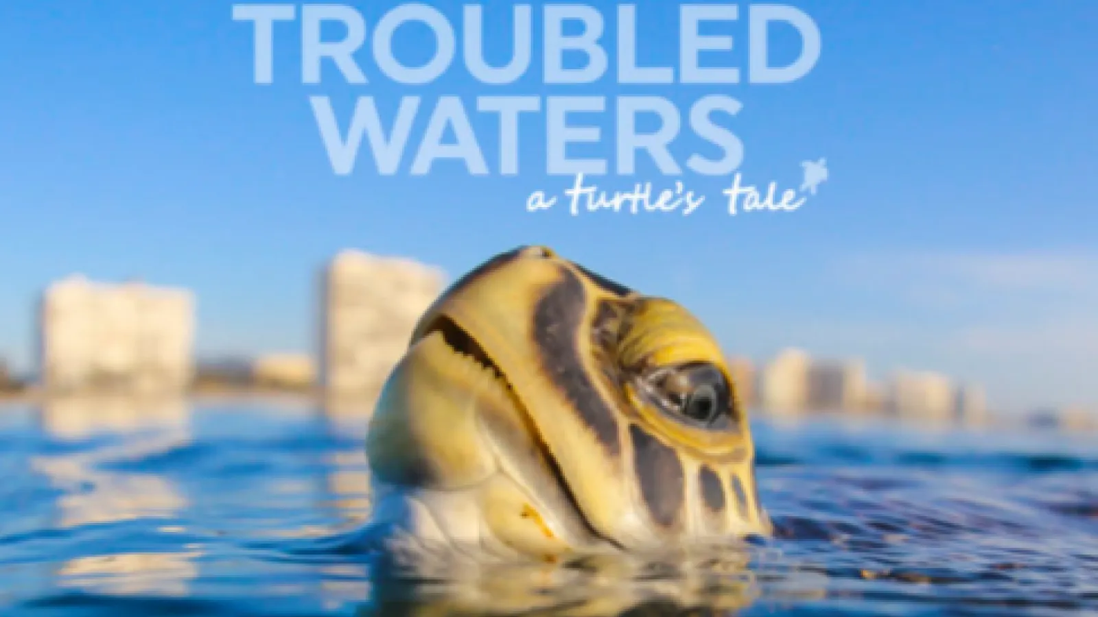 Turtles tale