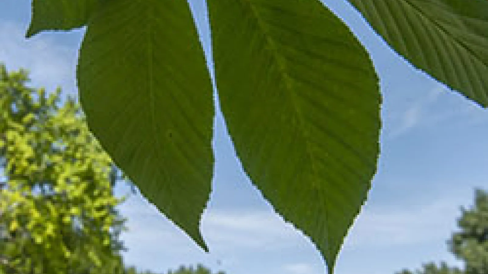 Picture of a buckeye leaf with Thompson Library far in the background.